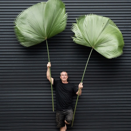 Big Leaf Boutique giant leaf